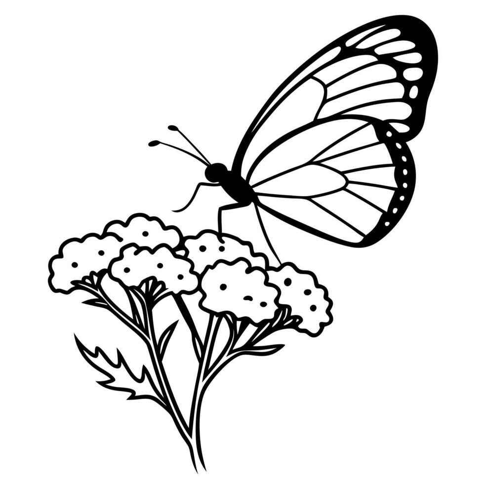 a butterfly is extracting nectar from a yarrow flower, illustration line art vector