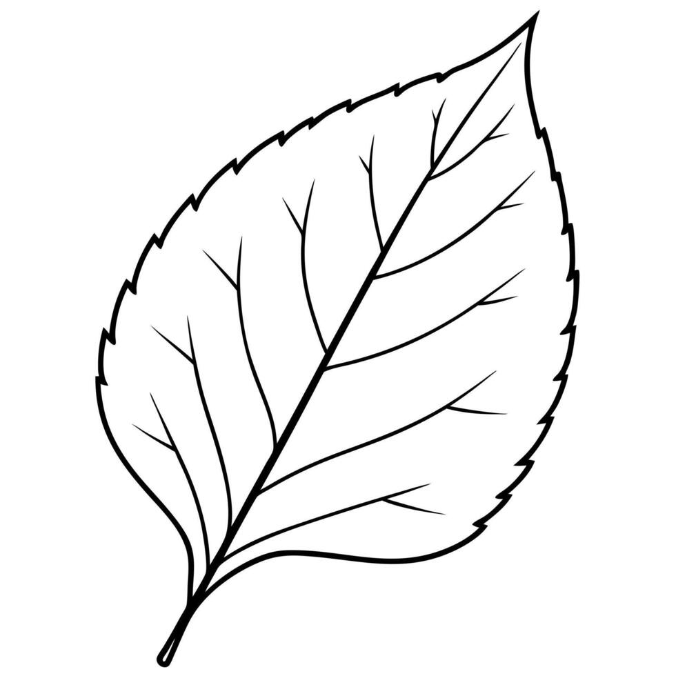 birch leaves, illustration line art vector