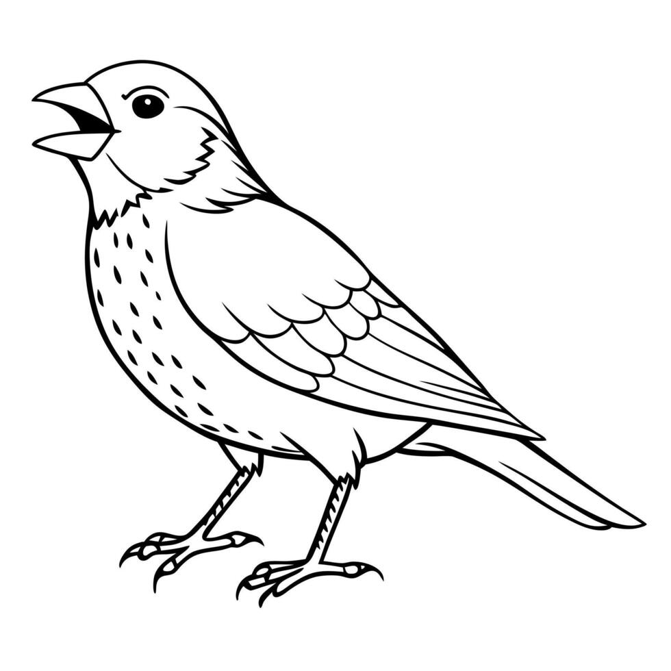 a finch bird roar full length line art, illustration line art vector