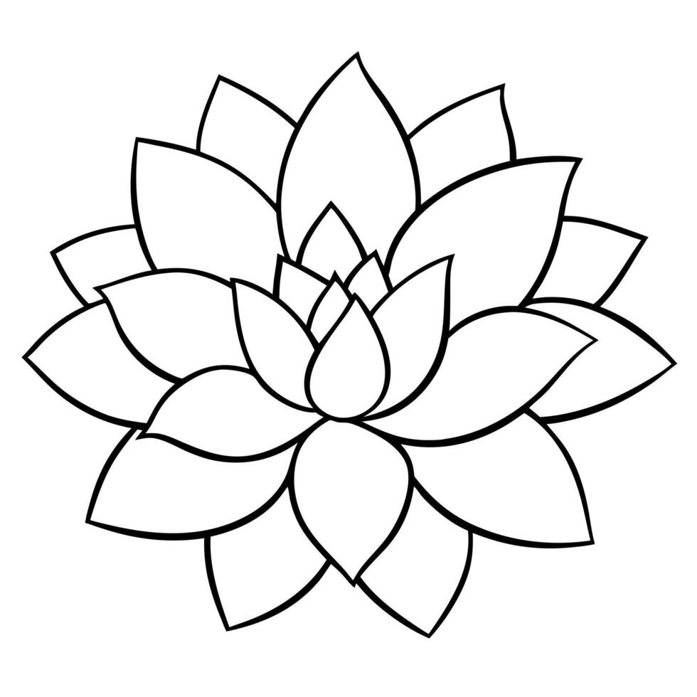 2 inch sedeveria fanfare, illustration line art vector