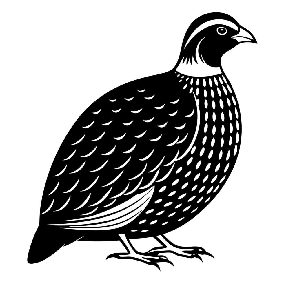 a francolin bird is seating, illustration line art vector