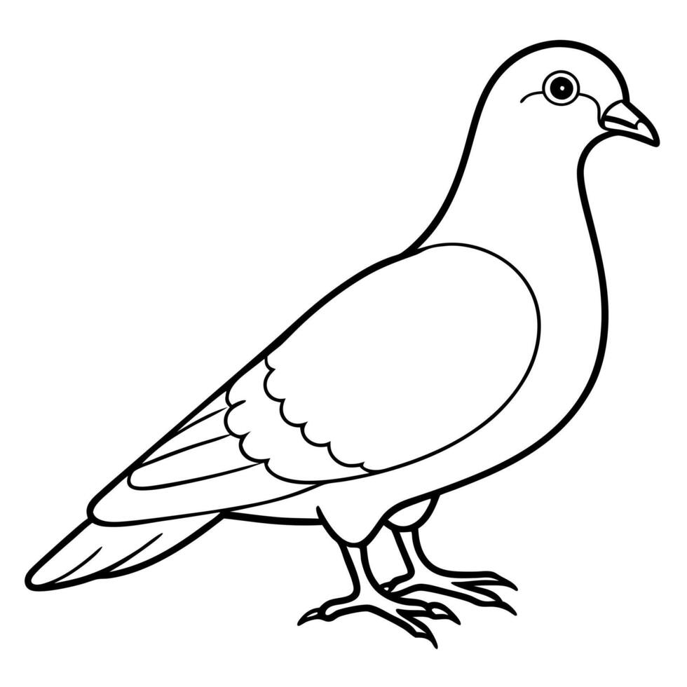pegion, illustration line art vector