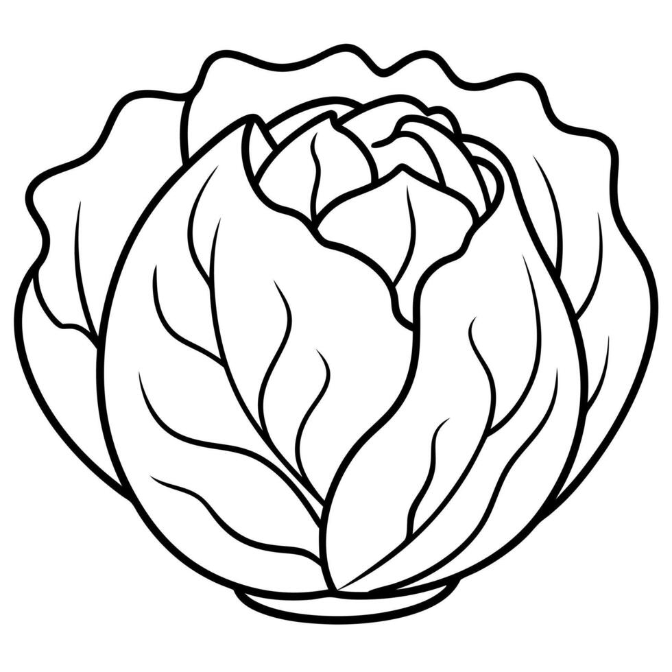 a coloring page of an food radicchio with no color just black lines, illustration line art vector