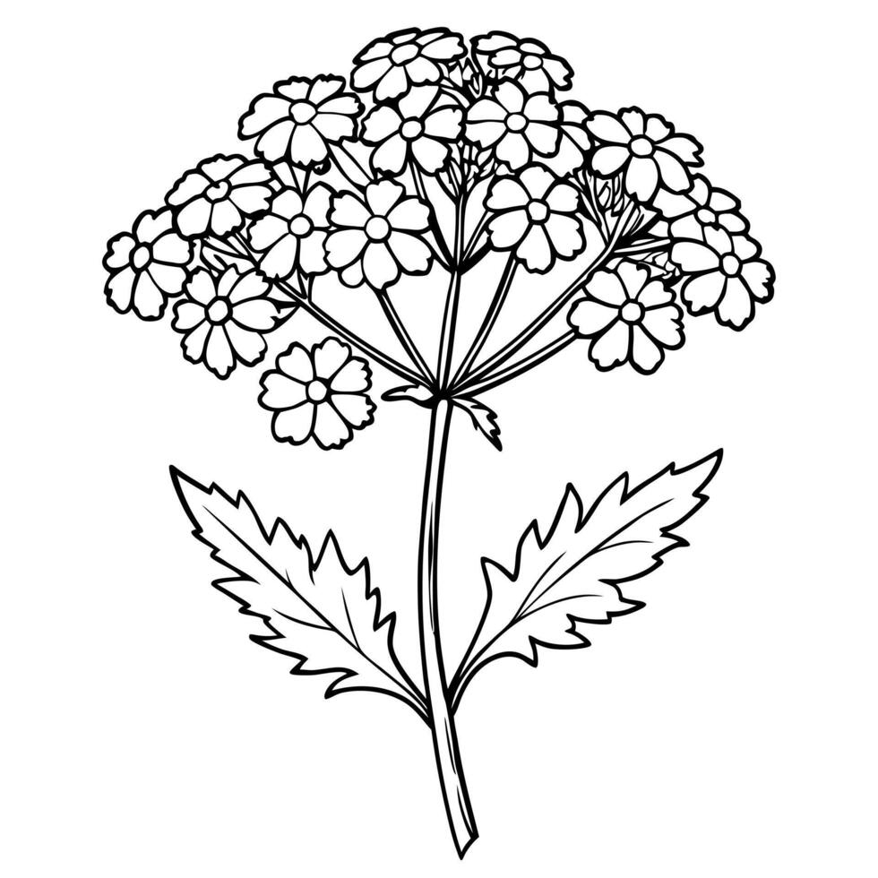 yarrow flower, illustration line art vector
