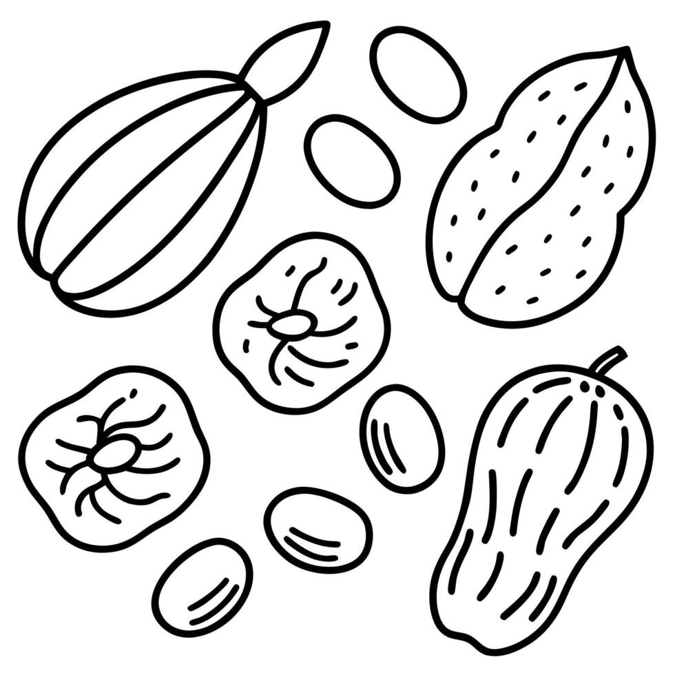 frutos secos, mani, pasas de uva, datiles, nuces, sueltas, illustration line art vector