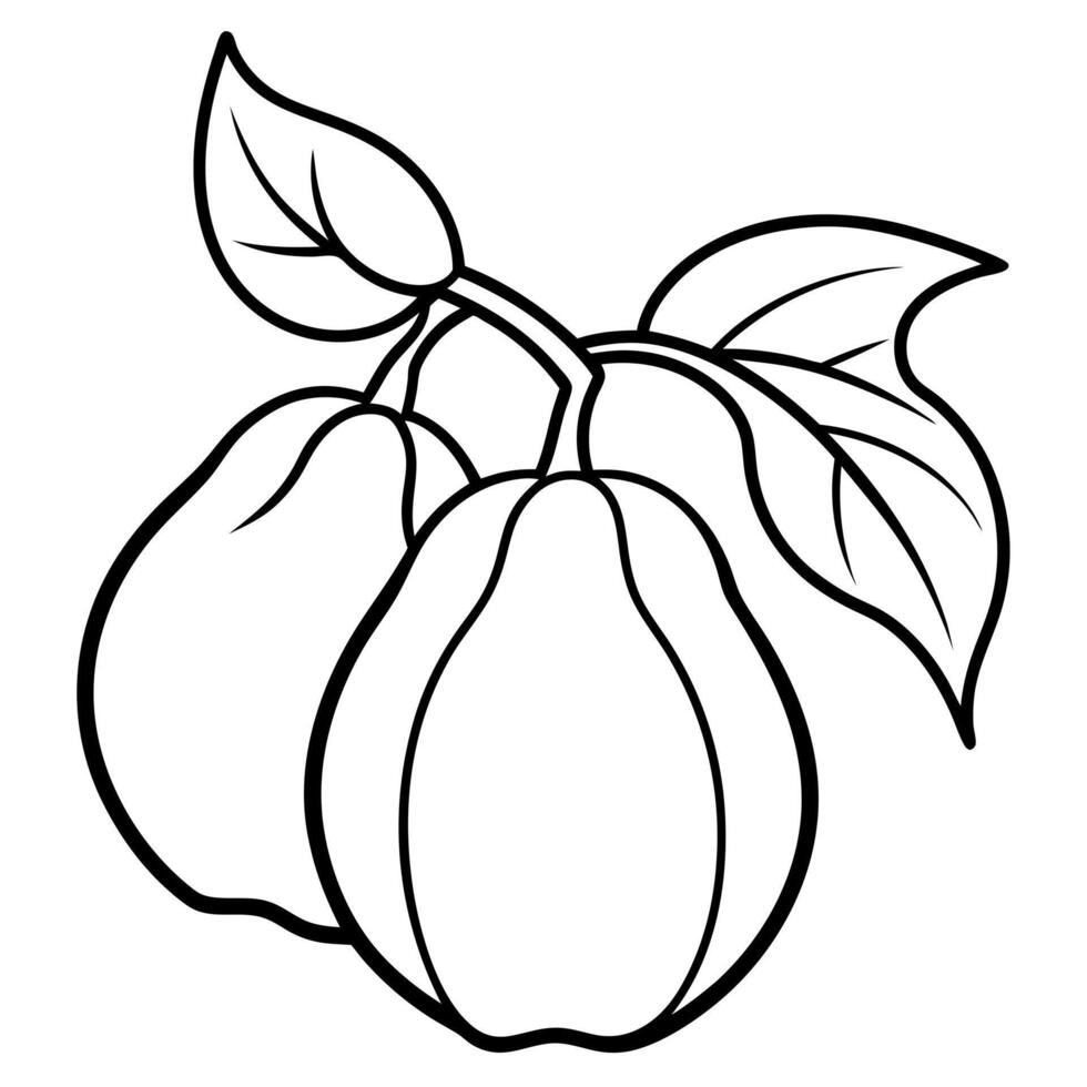 chayote plants with leaves on white background, illustration line art vector