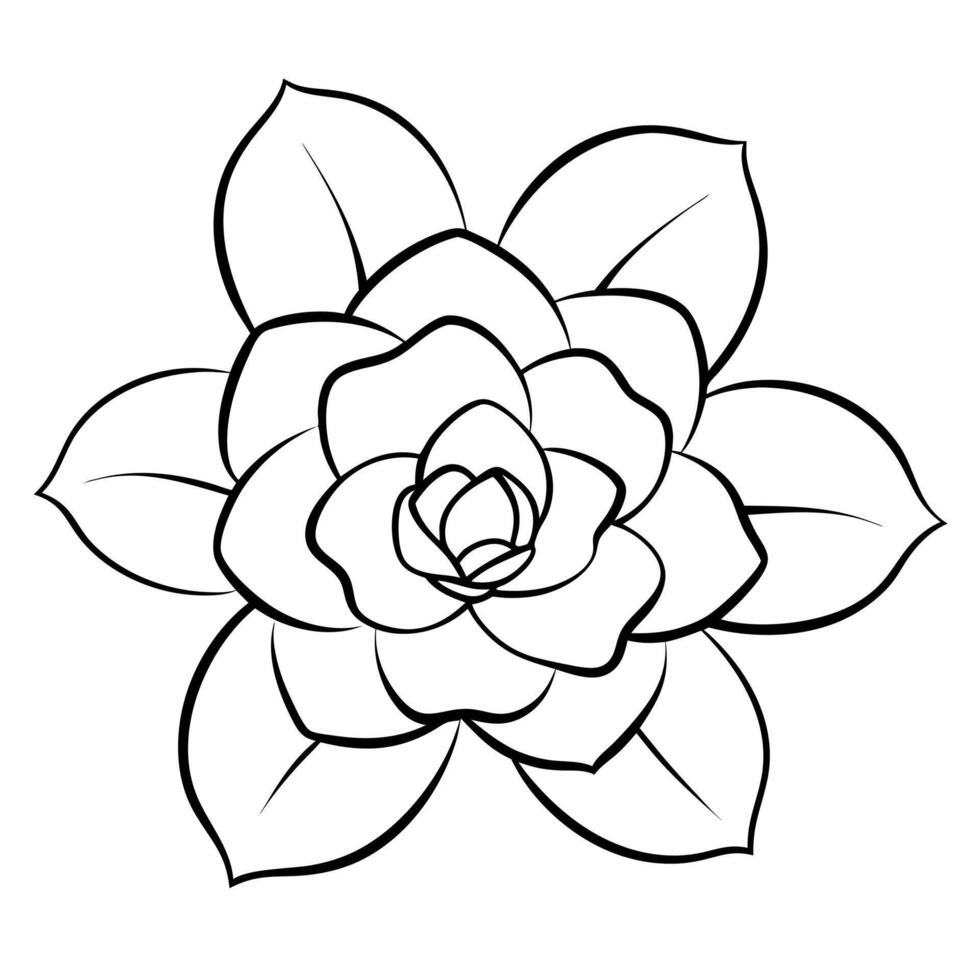 a gardenia with two leaves, illustration line art vector