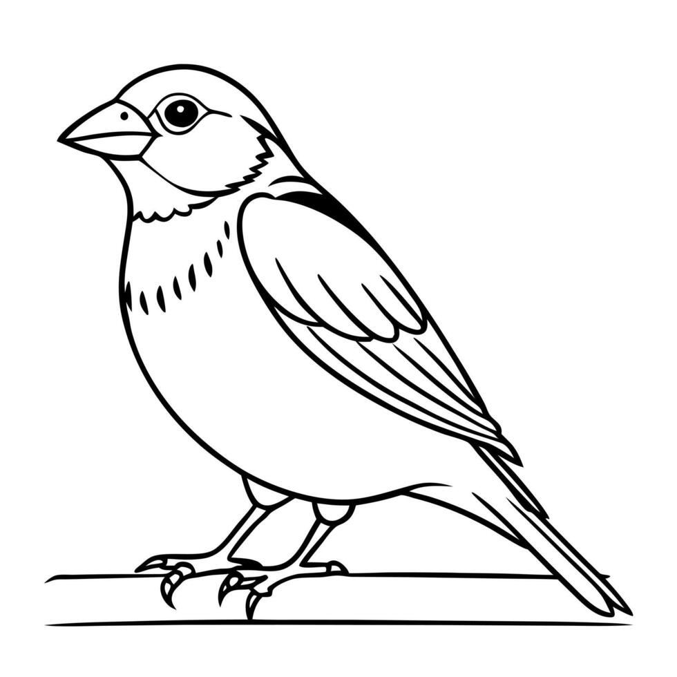a finch bird is seating, illustration line art vector