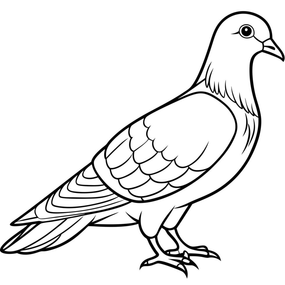 dove bird silhouette solid white background, illustration line art vector