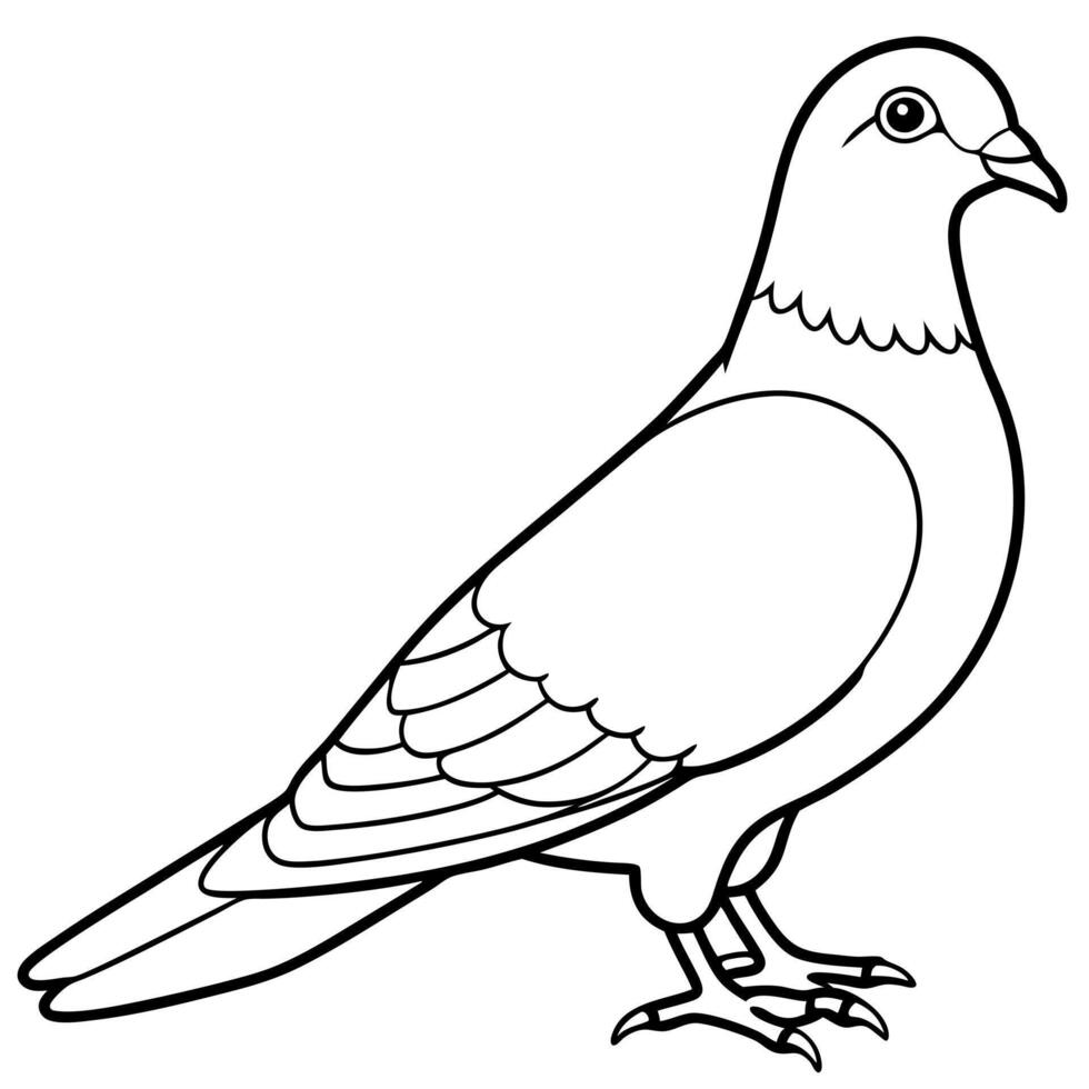 pigeon, illustration line art vector