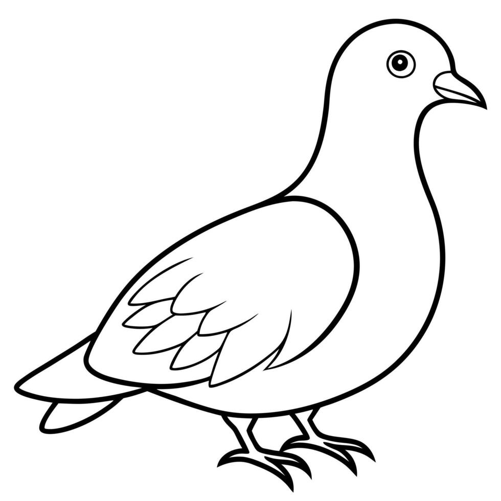white dove bird, illustration line art vector