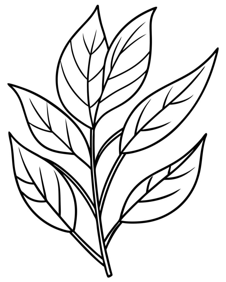 botanical, illustration line art vector