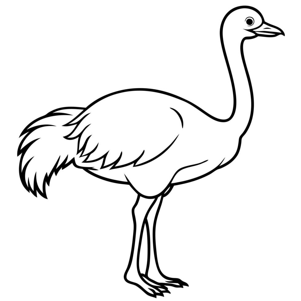 ostrich bird, illustration line art vector