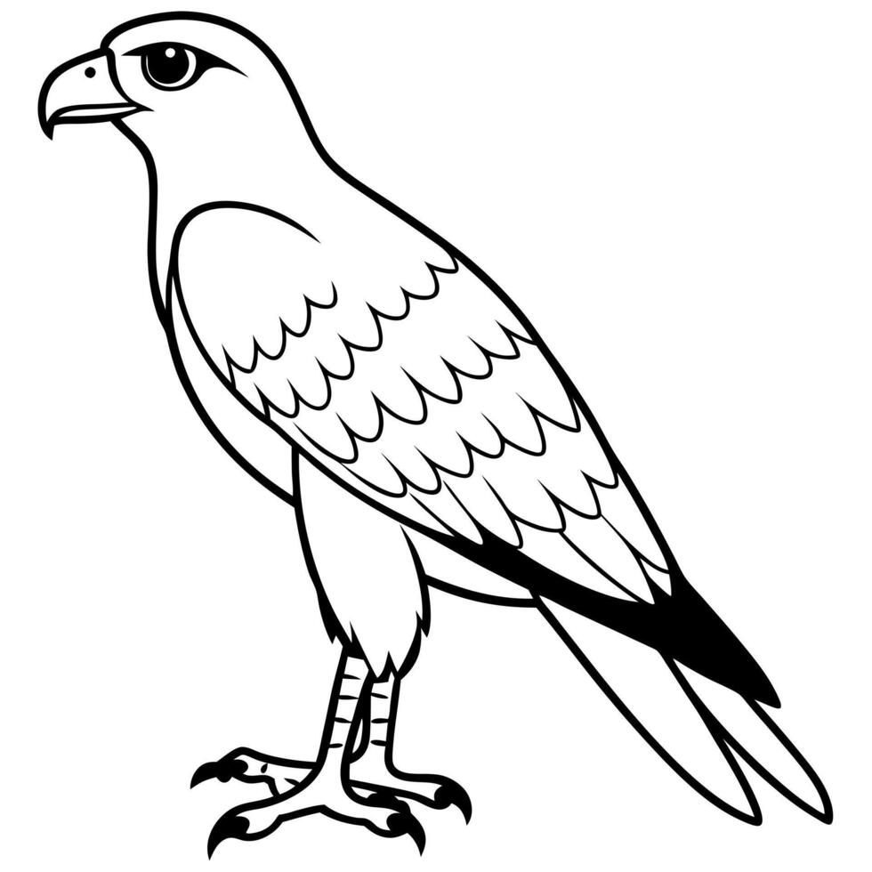 a detailed illustration of a harrier bird, illustration line art vector