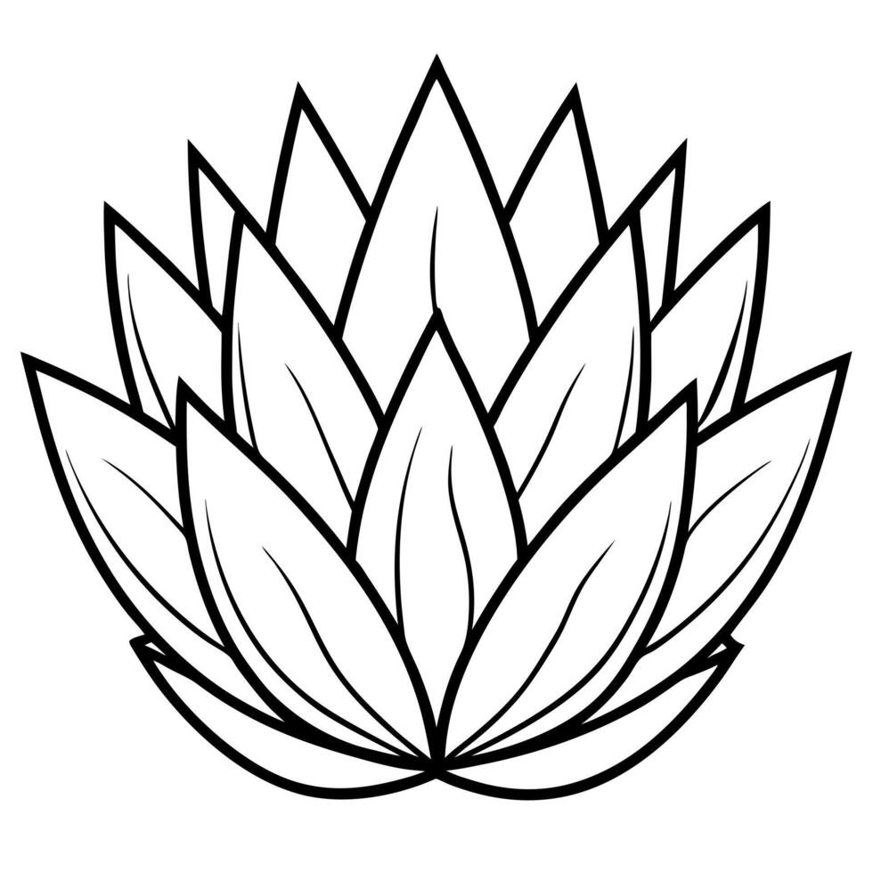 haworthia rigida, illustration line art vector