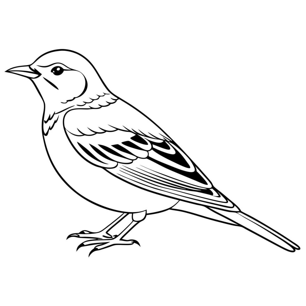 a pipit bird is lying down, illustration line art vector