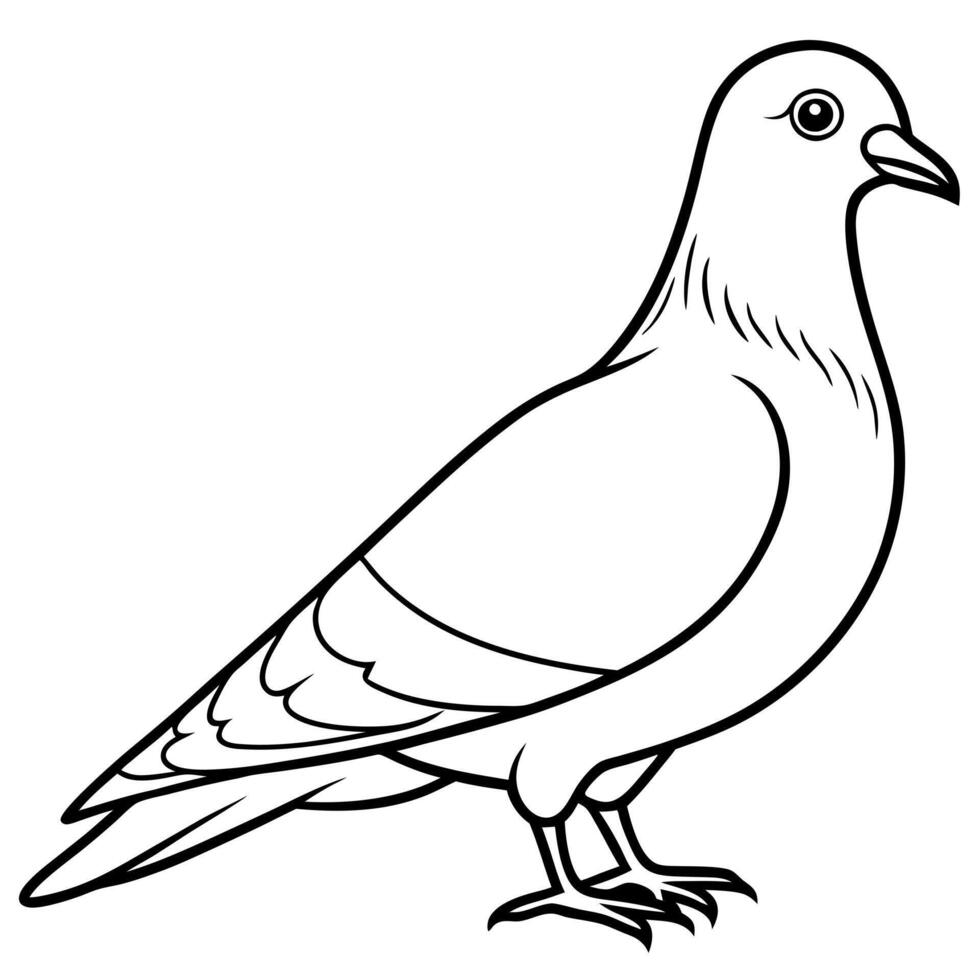 pigeon, illustration line art vector