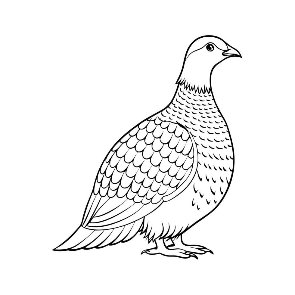 a grouse bird is seating, illustration line art vector