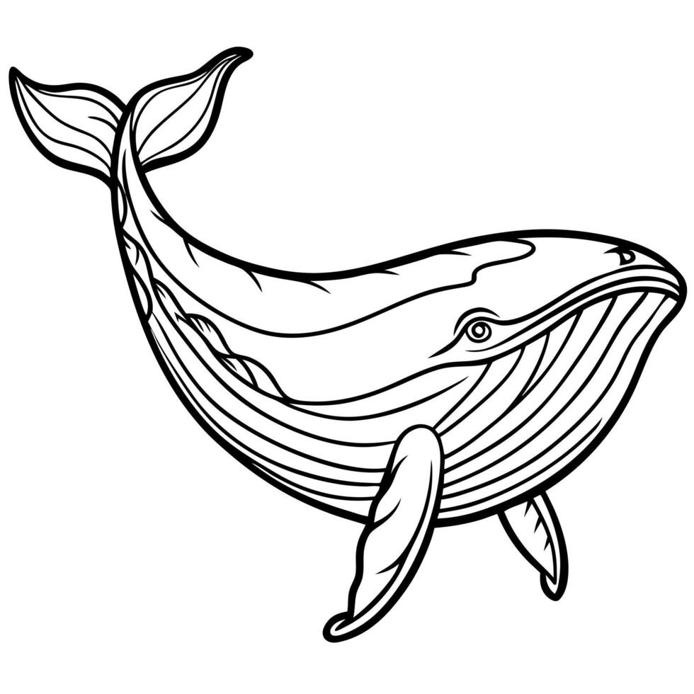 humpback whale full body, illustration line art vector