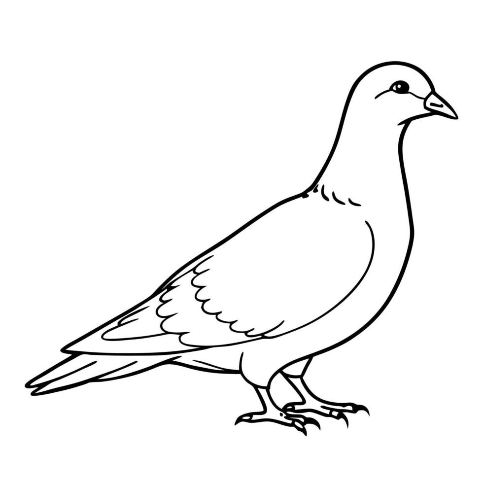 a dove bird is standing, illustration line art vector