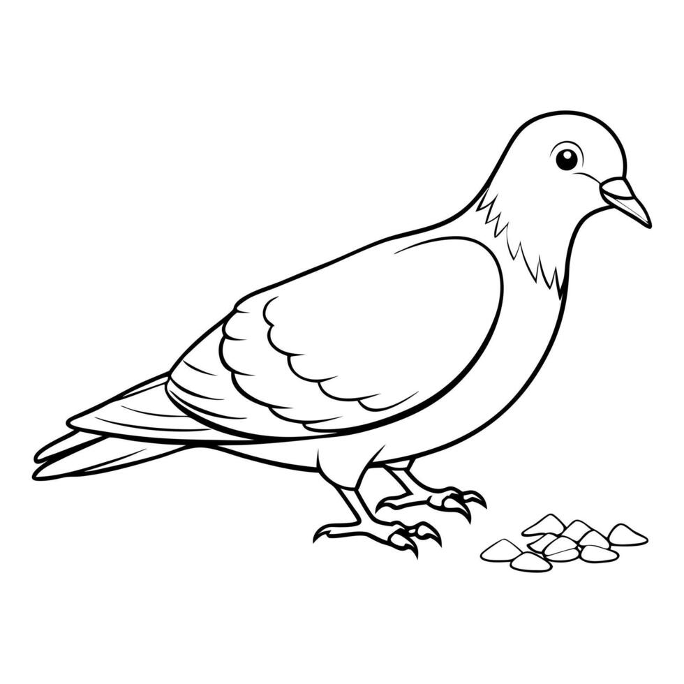 a pigeon bird is eating its food, illustration line art vector