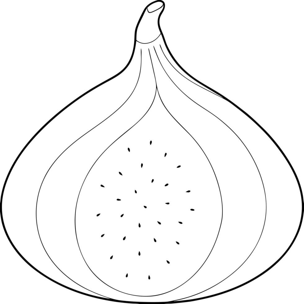 fig, illustration line art vector