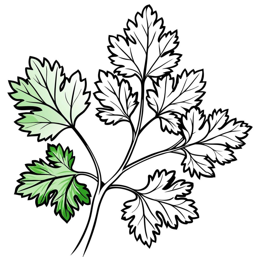 a realistic illustration of cilantro on a clean white background highlight the delicate, vector