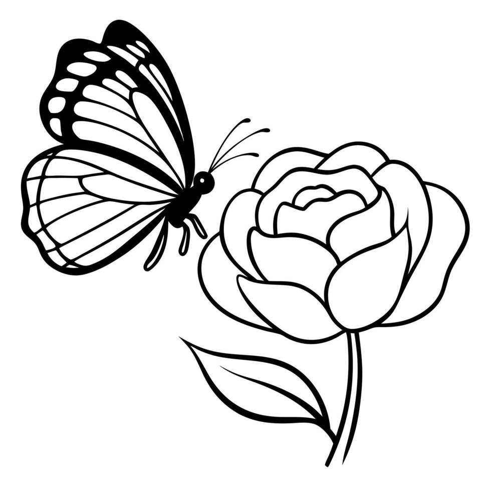 a butterfly is extracting nectar from a ranunculus flower, illustration line art vector