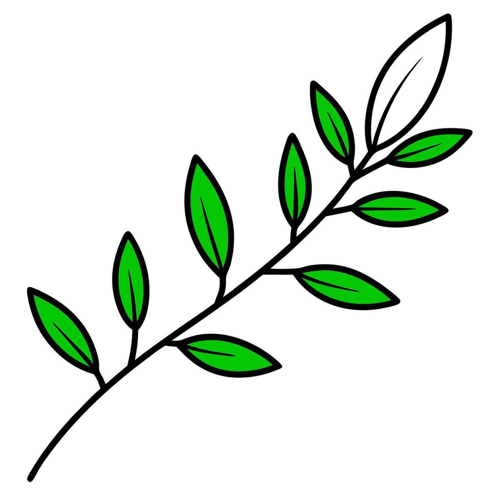 green boxwood branch, illustration line art vector