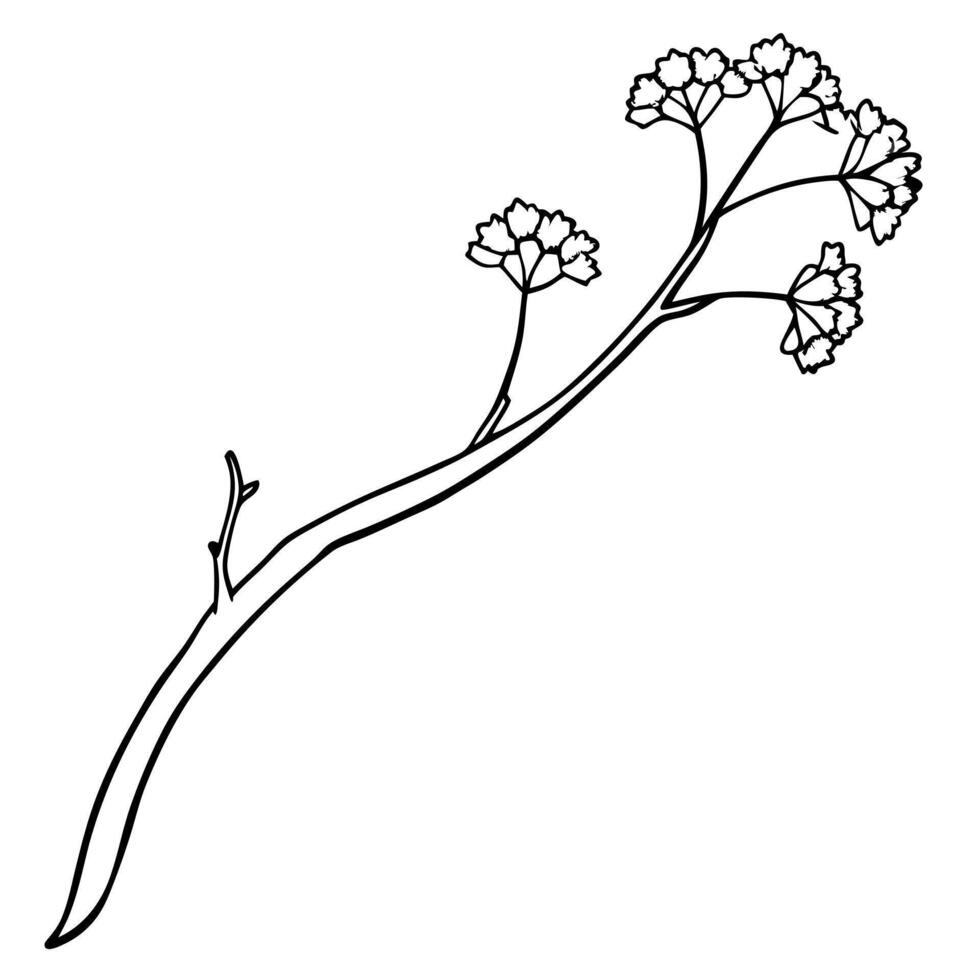 sedum flowers on a crooked branch, illustration line art vector