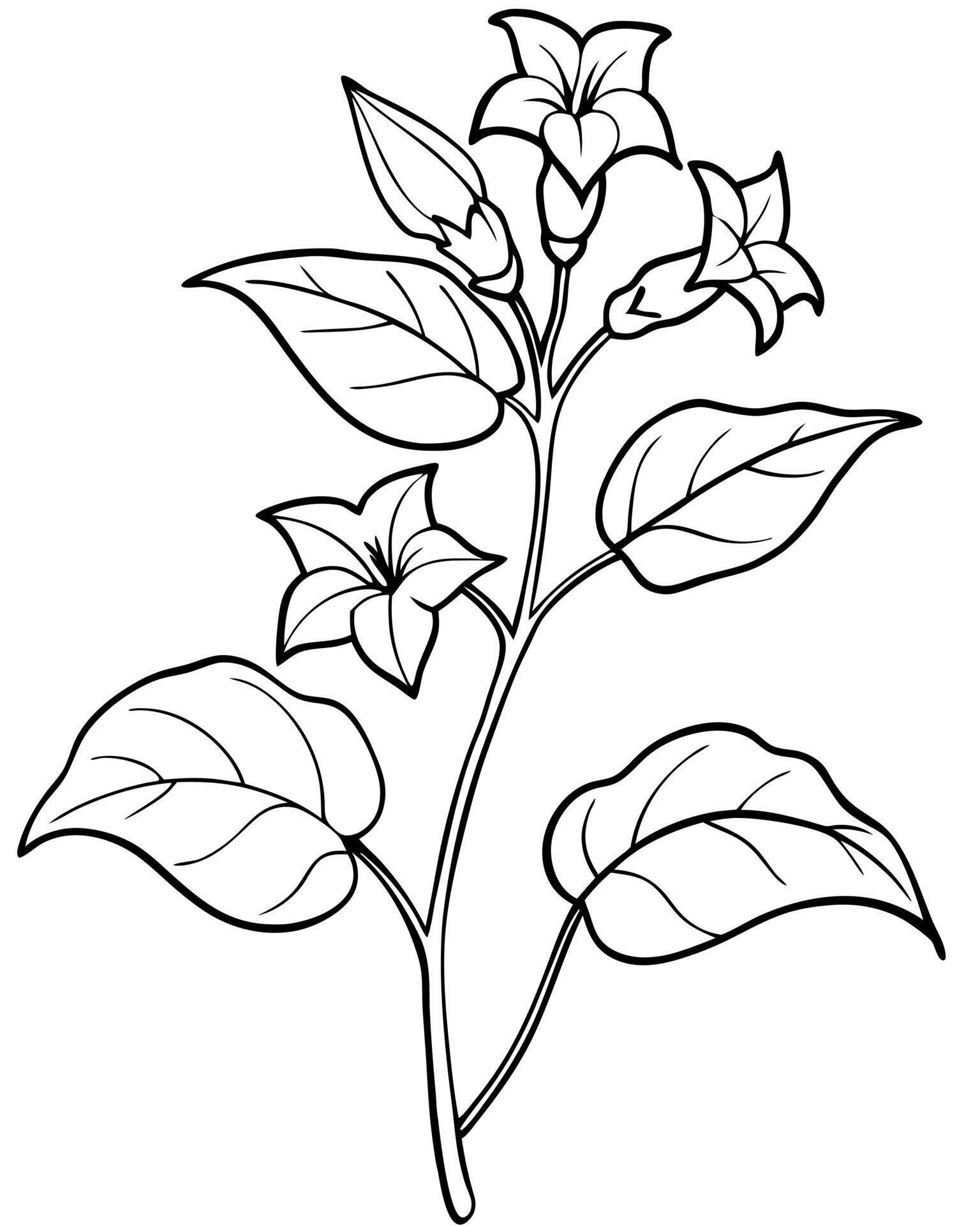a coloring page of an nicotiana with no color just black lines