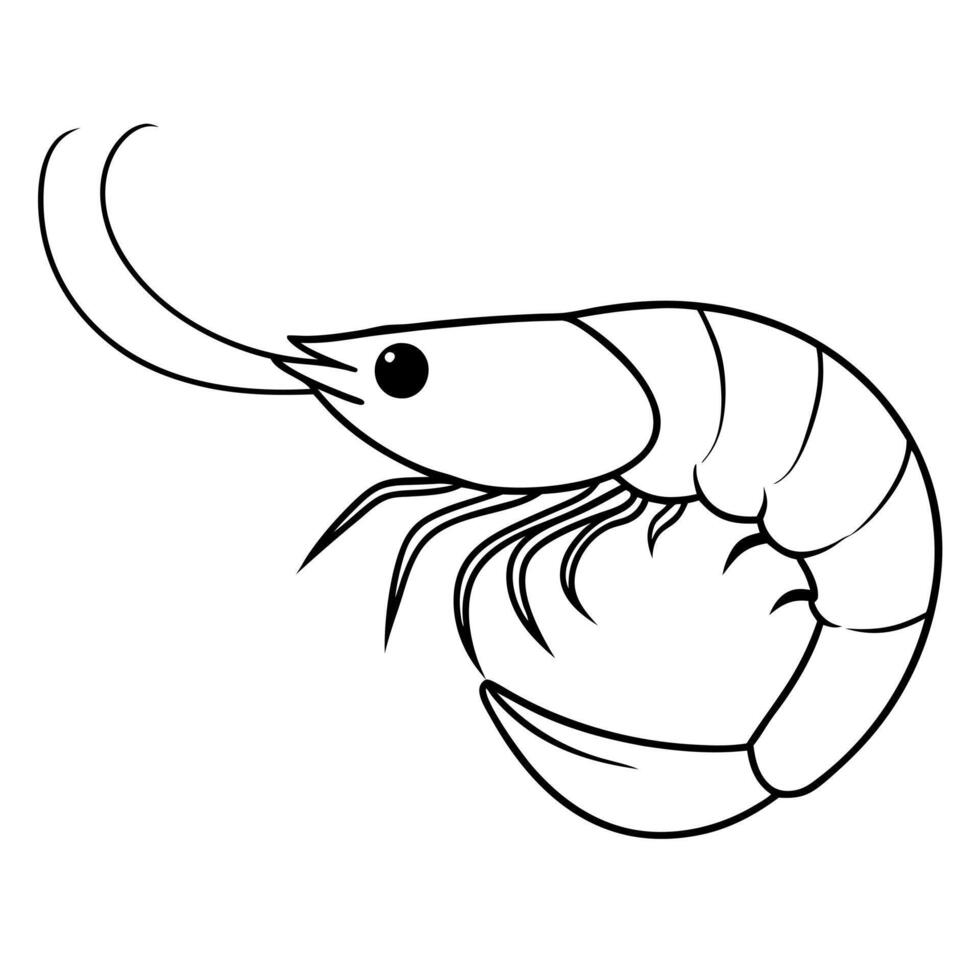 shrimp, illustration line art vector