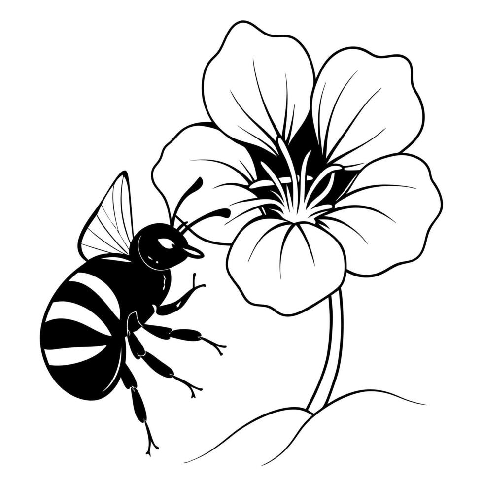 a bee is extracting honey from a nasturtium flower, illustration line art vector