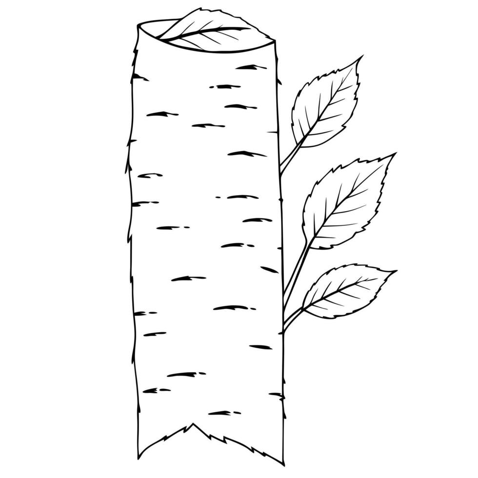 birch bark, illustration line art vector