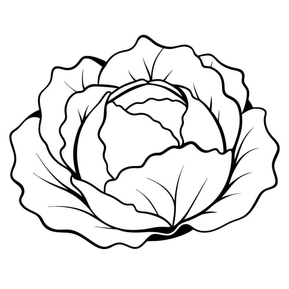 cabbage, illustration line art vector