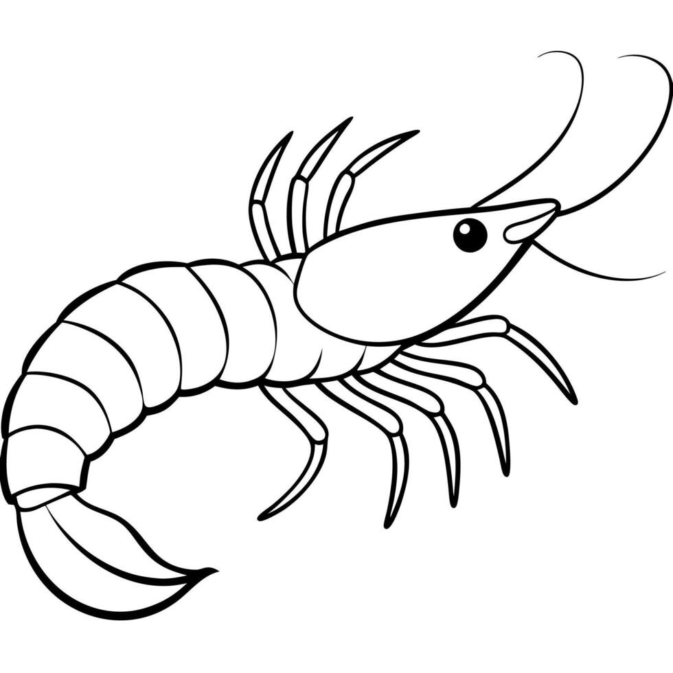 shrimp black and white, illustration line art vector