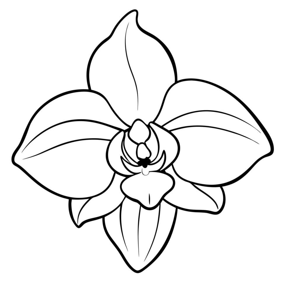 big orchid, left side of orchid, illustration line art vector