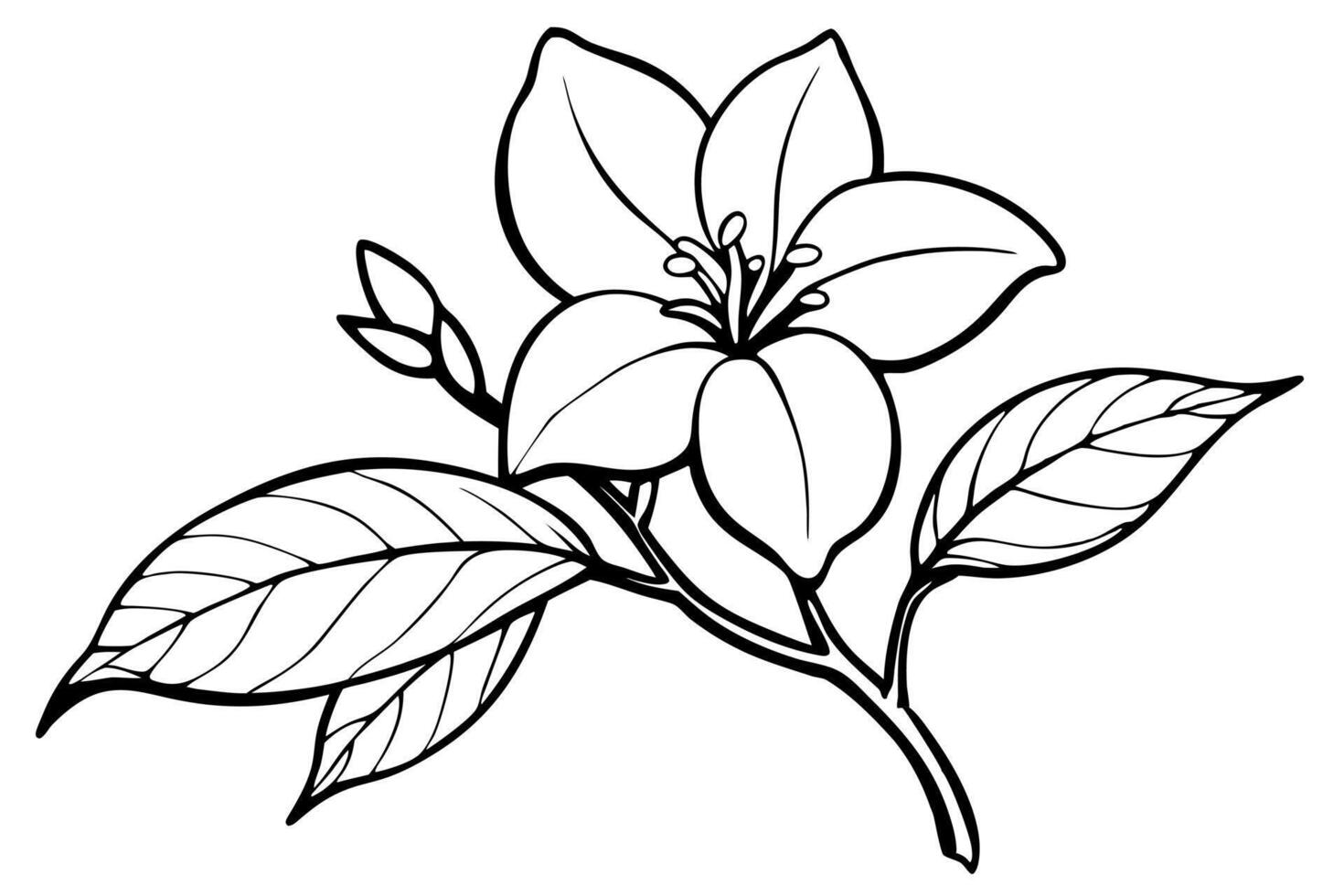 a jasmine flower with branch silhouette, illustration line art vector
