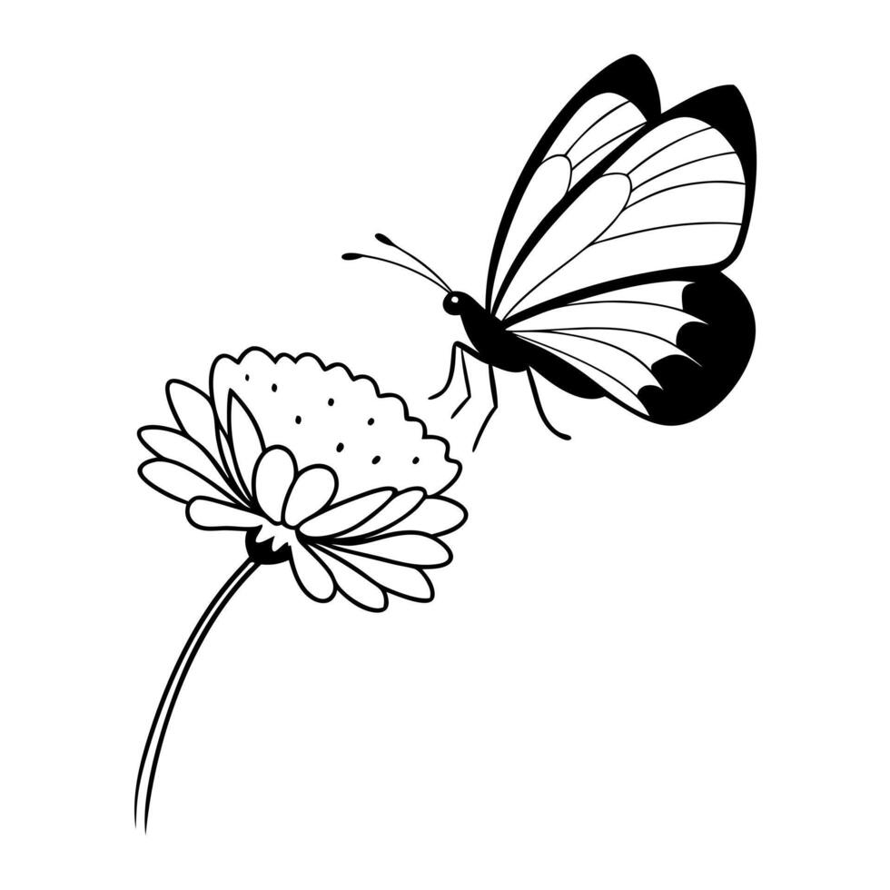 a butterfly is extracting nectar from a scabiosa flower, illustration line art vector