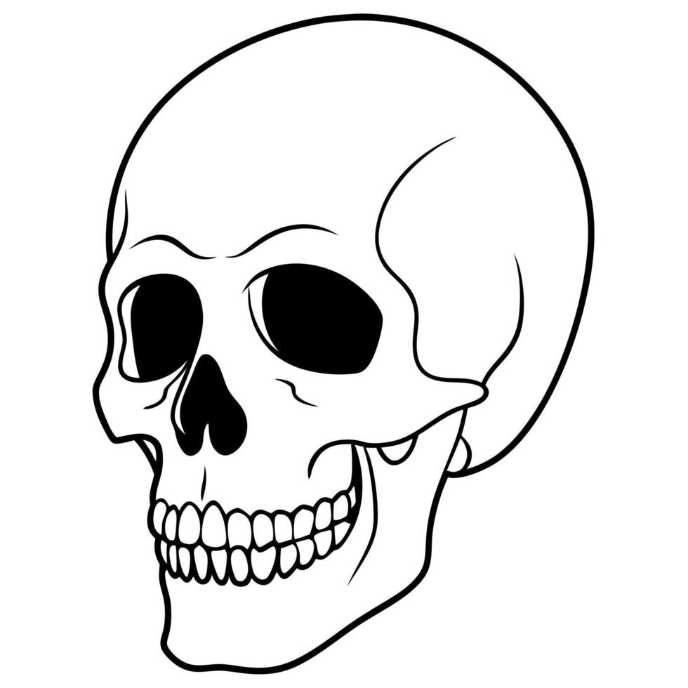human skull top side view, illustration line art vector