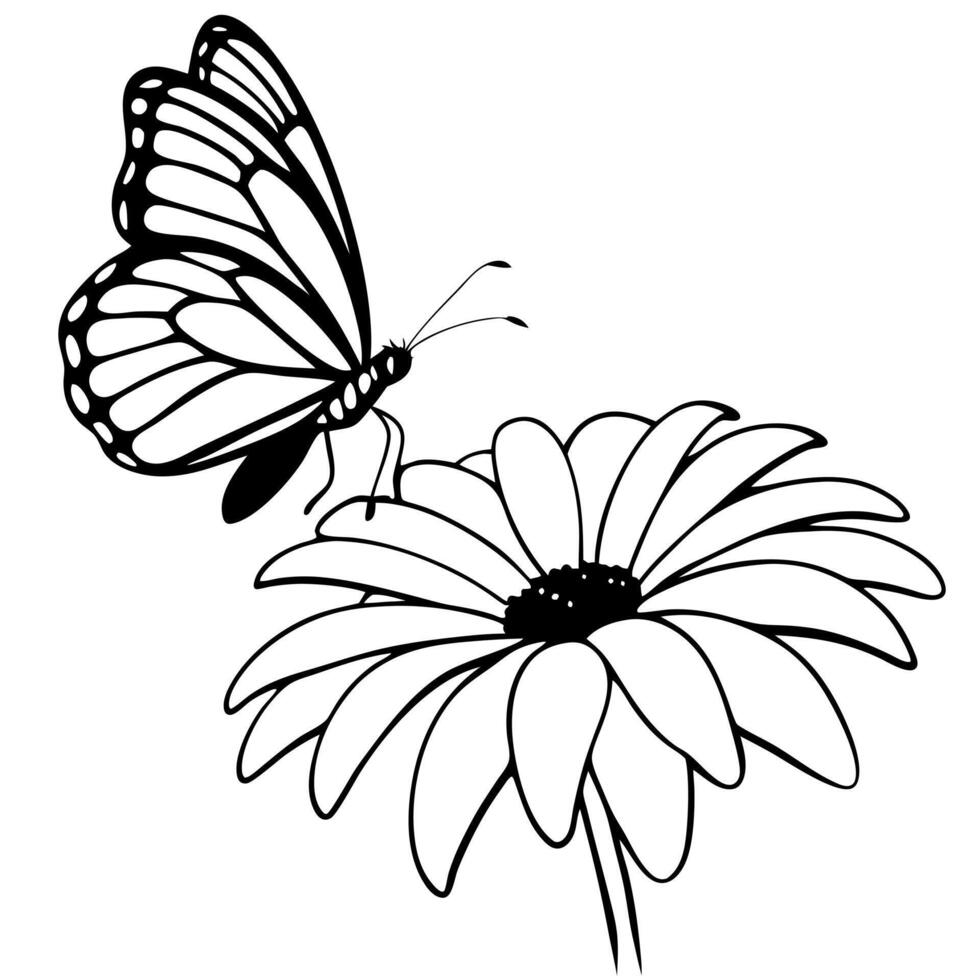 a butterfly is extracting nectar from a osteospermum flower, illustration line art vector