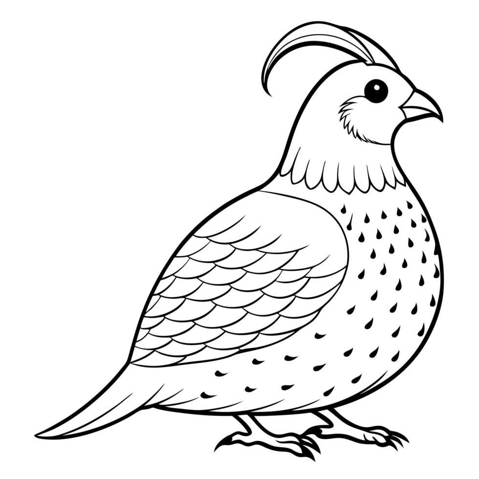a quail bird is seating, illustration line art vector