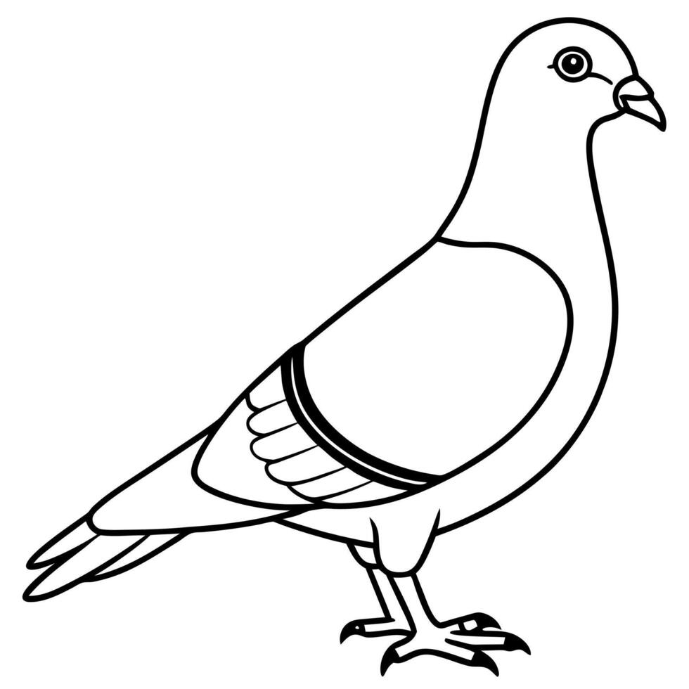 pigeon line art, illustration line art vector
