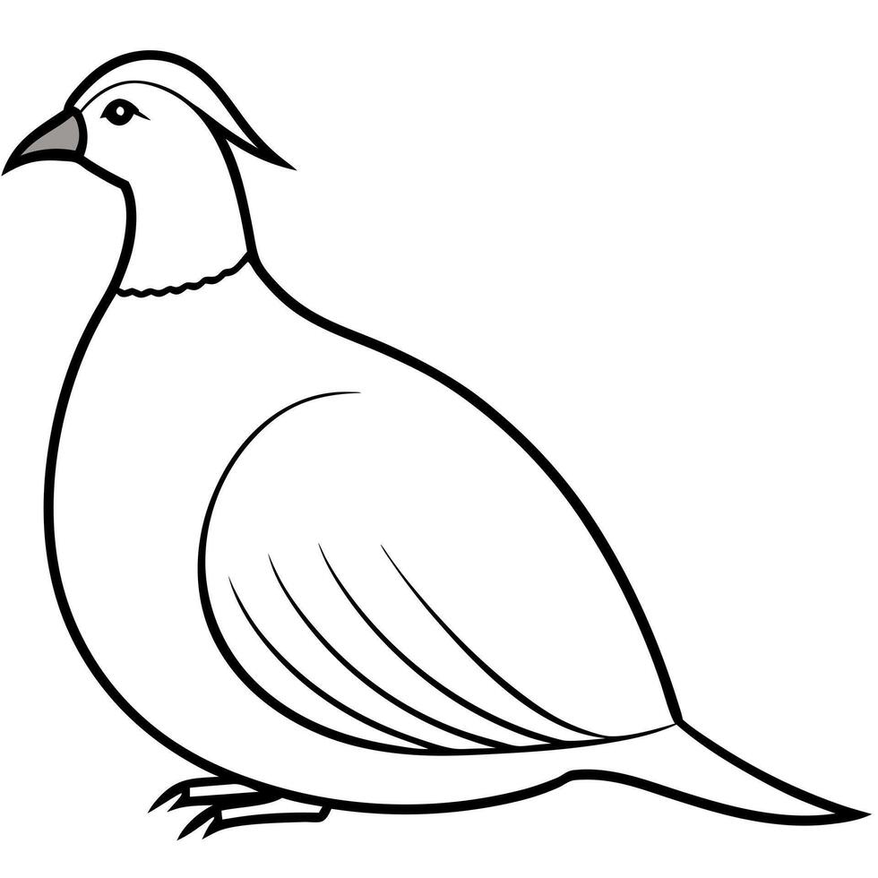 a chukar bird is seating, illustration line art vector