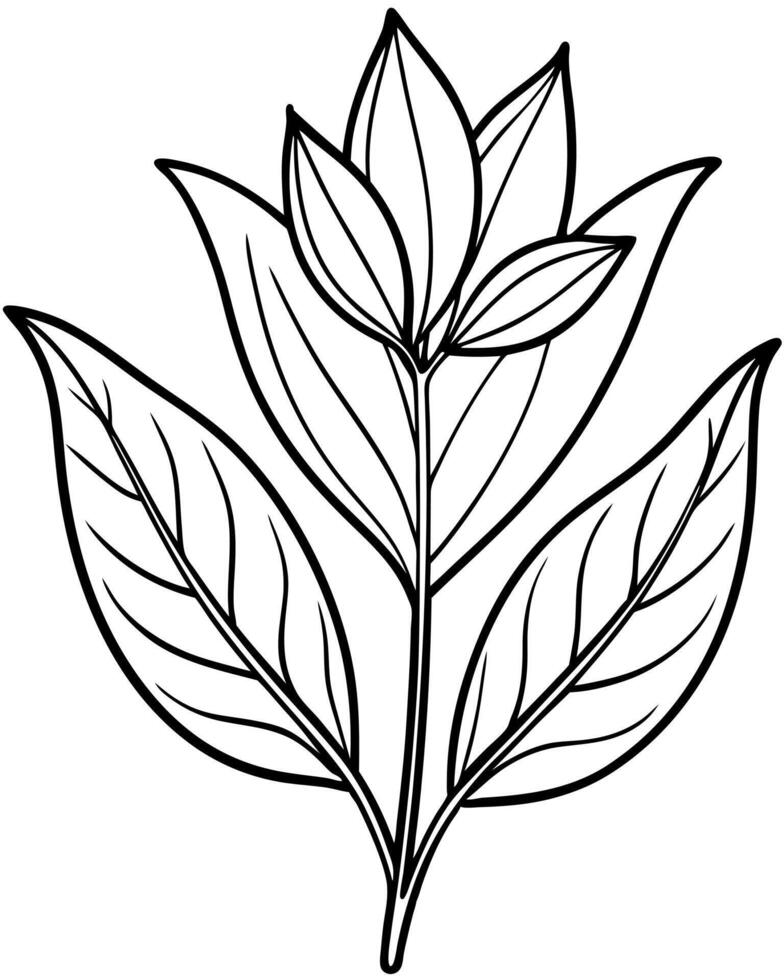 botanical, illustration line art vector