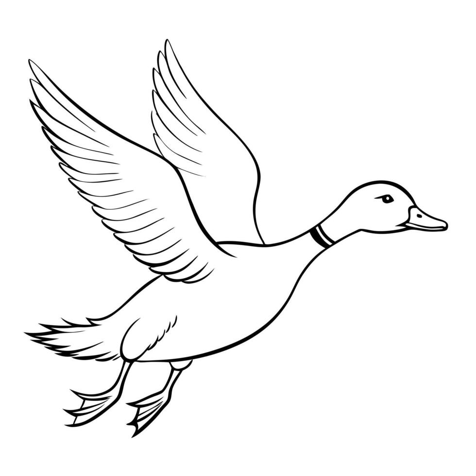 a wigeon is jamping, illustration line art vector
