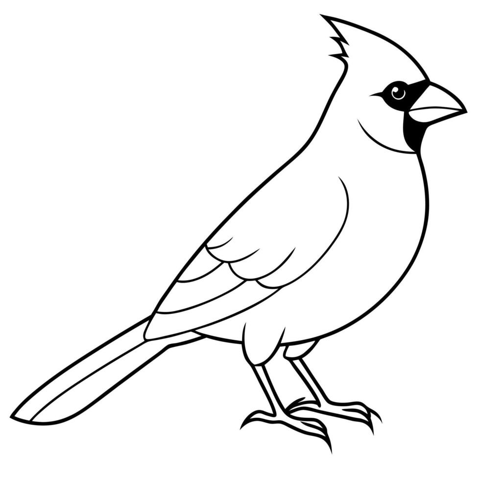 cardinal line art on white background, illustration line art vector