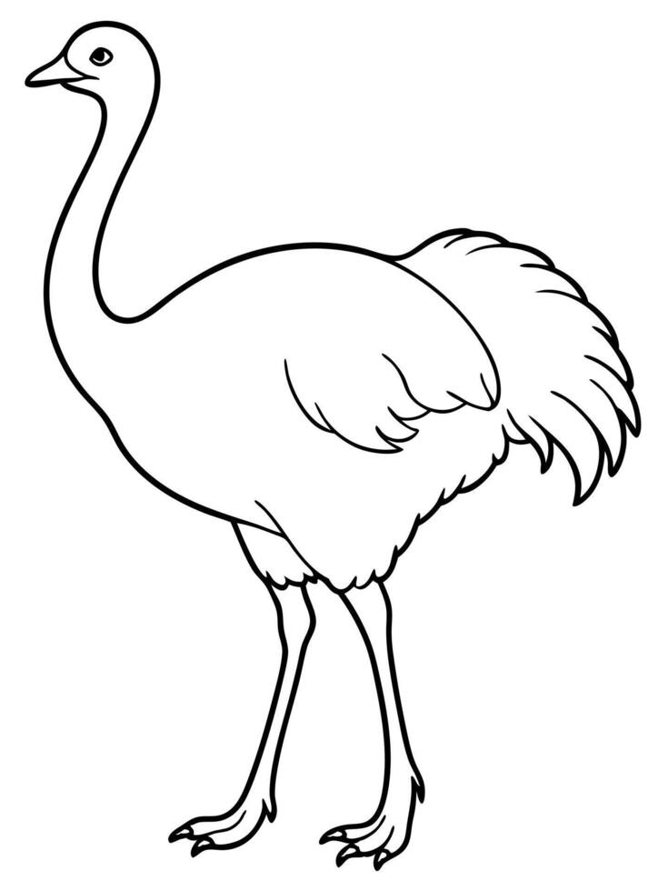 ostrich, illustration line art vector