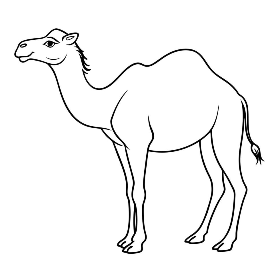 camel, illustration line art vector