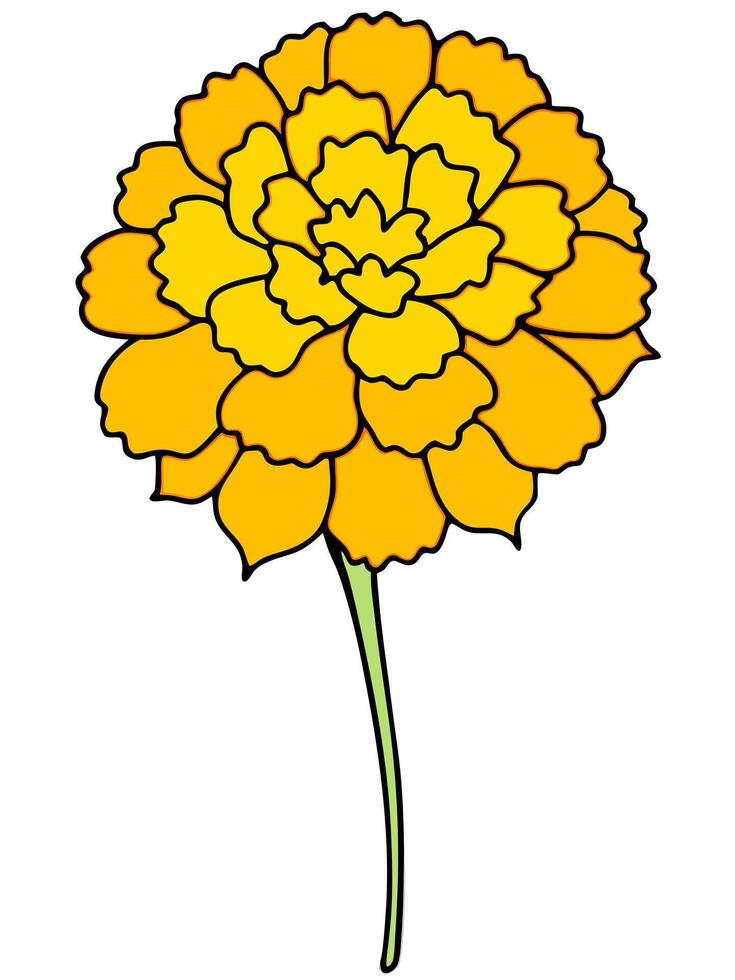 marigolds are bright, orange or yellow flowers with round, ruffled petals they are known for their vector